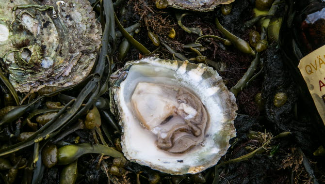 Oyster