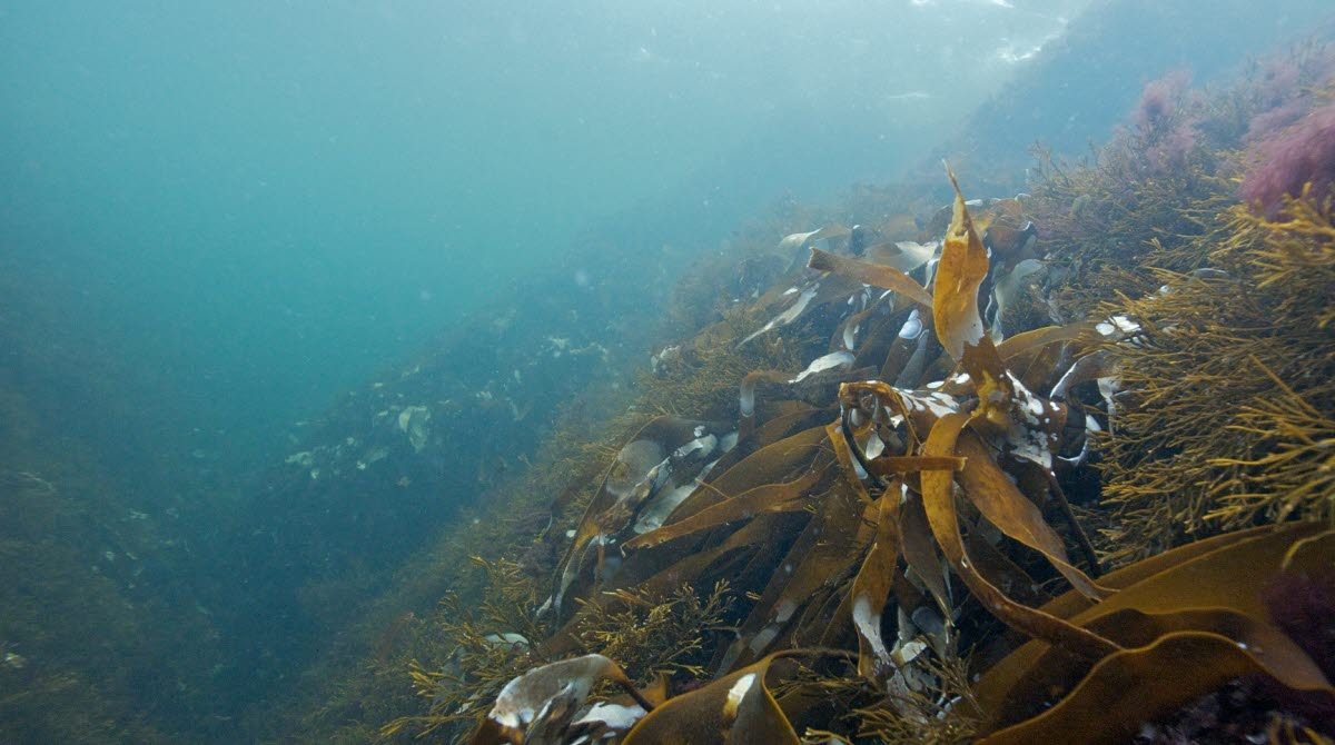 Koster sea under the surface with floating eelgrass