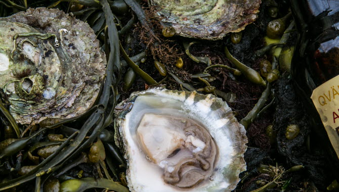 Oyster