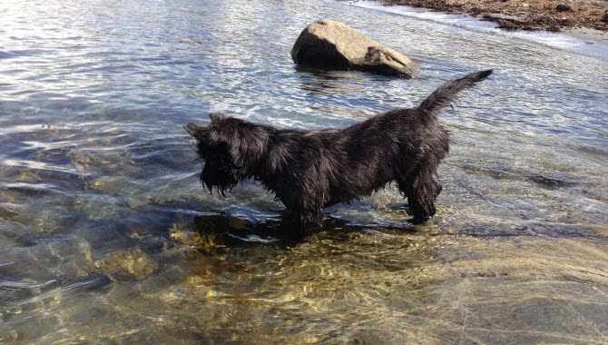 En liten svart hund leker vid stranden