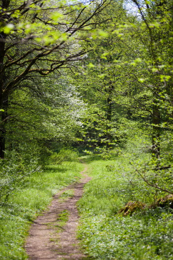 A path that leads you in to the forrest a sunny day. 