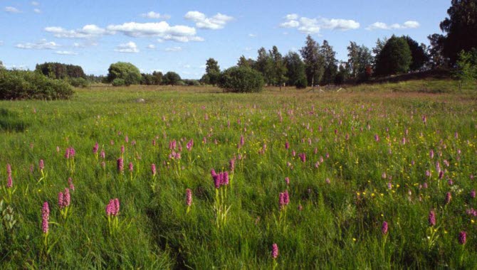 Nohlmarkens blommor