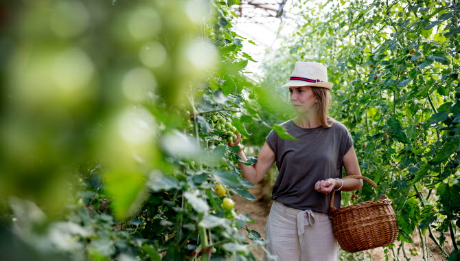 En kvinna i hatt går längs odlingsrader med höga tomatplantor. På armen har hon en korg.