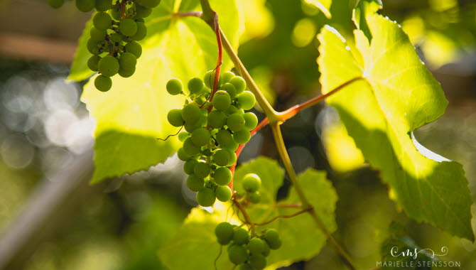 Lysekils Vinfest