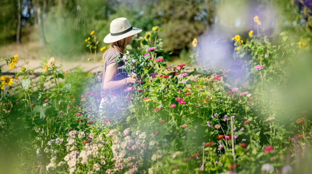 Kvinna i hatt plockar blommor på en äng