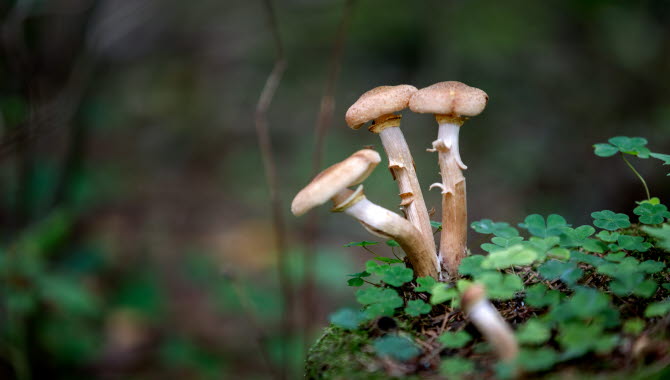Close up of three small mushrooms sticking out of a small forest of green sorrel.