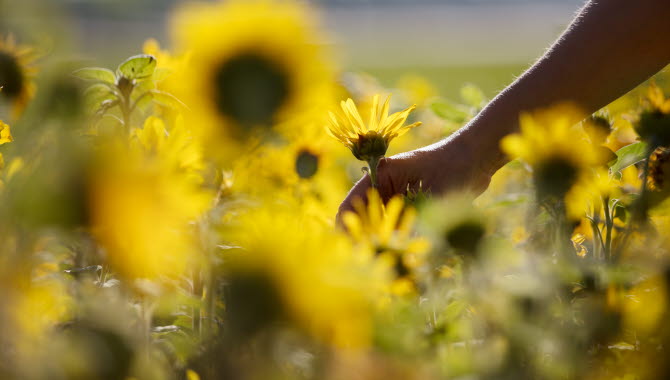 Kvinna plockar blommor på en äng