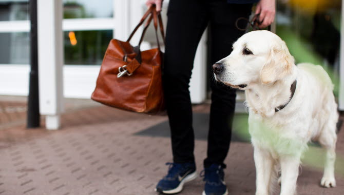 Hund i Västsverige