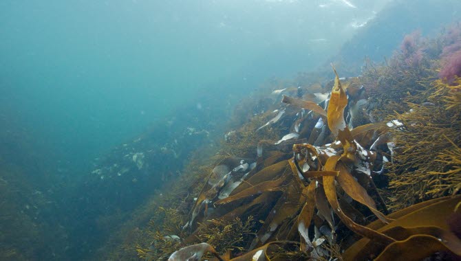 Koster sea under the surface with floating eelgrass