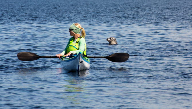 Seal and a cayak