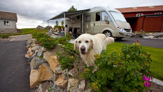 Hund på Lagunen camping