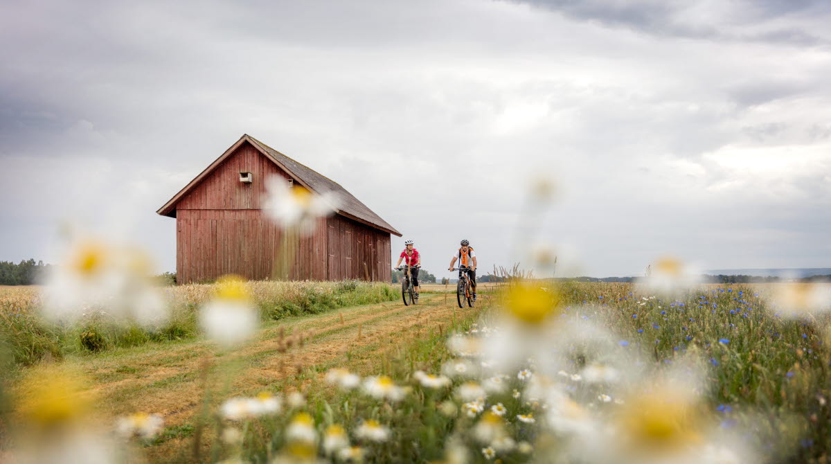 Två personer cyklar på en väg omgivna av fält och blommor