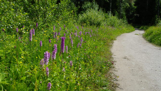 En grusstig och vackra lila blommor i vägrenen.