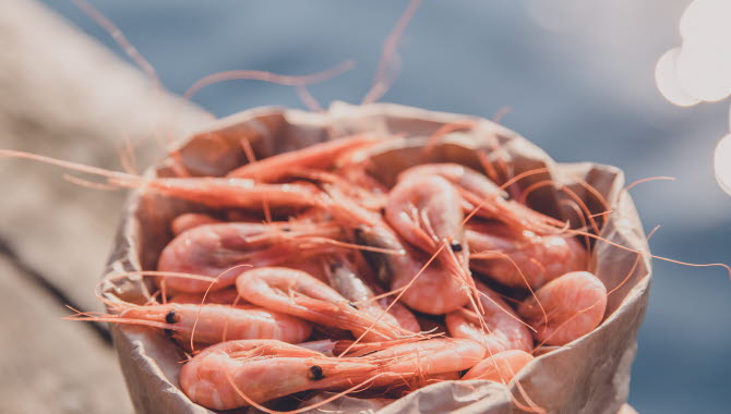 Shrimps