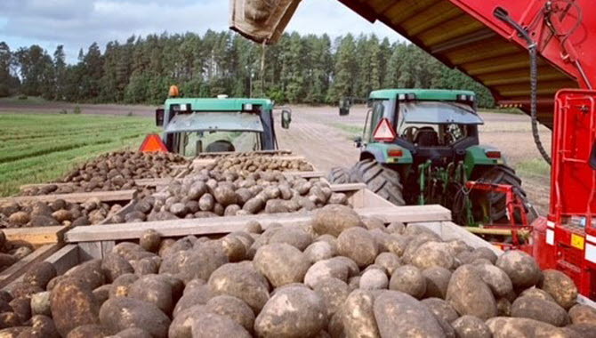 Stora mängder potatis i tråg och två gröna traktorer.