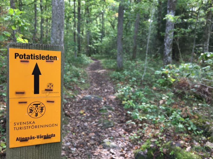 En orange markering visar vägen för Potatisleden. I bakgrunden ser man vandringsleden slingra sig fram genom en grönskande ekskog.