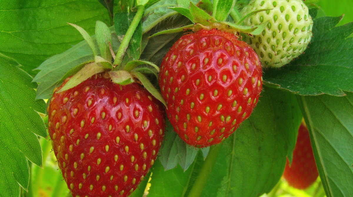Mogna och omogna jordgubbar i jordgubbslandet.