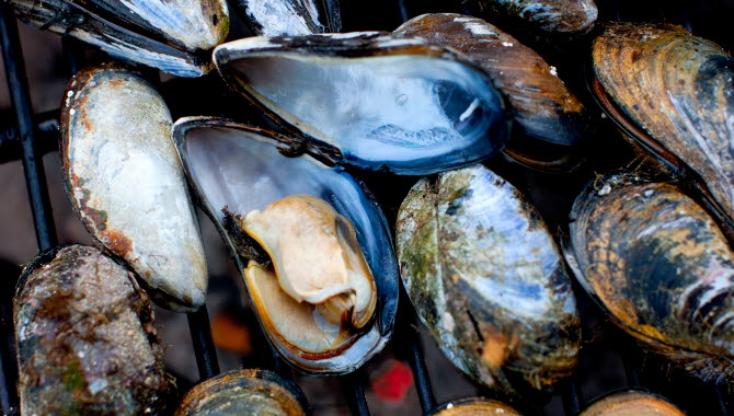 Clams on barbeque