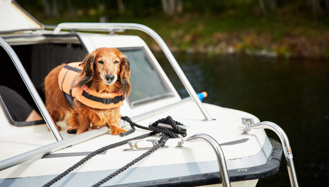 Hund åker båt på Dalslands kanal.