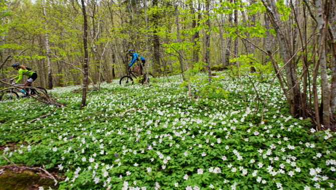 Par cyklar i skogen bland vitsippor