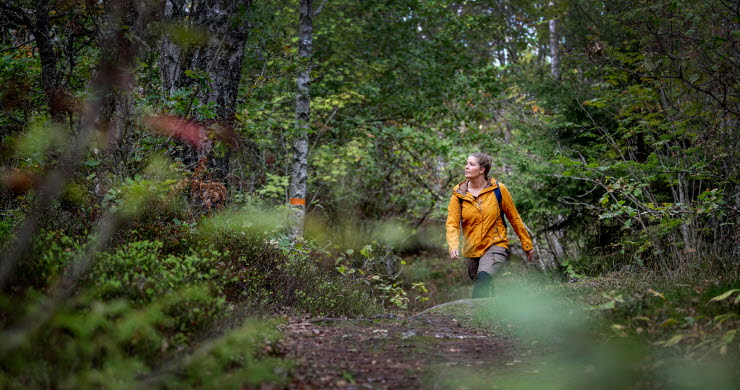 Tjej i gul jacka vandrar på en stig genom den gröna skogen.