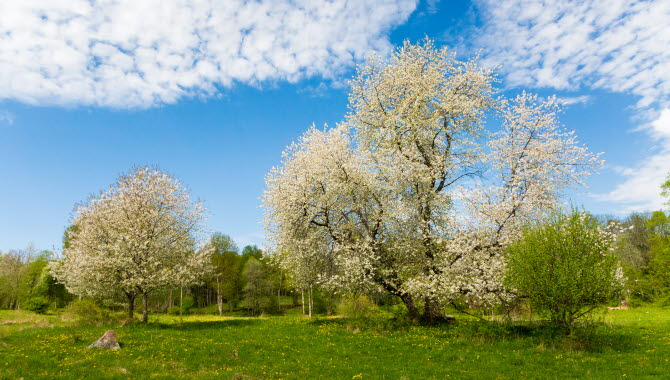 Grön äng med blommande körsbärsträd