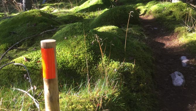 Trailbanan på Lassalyckan i Ulricehamn är en uppmärkt stig i skogen som erbjuder härlig trail i naturlig miljö.
