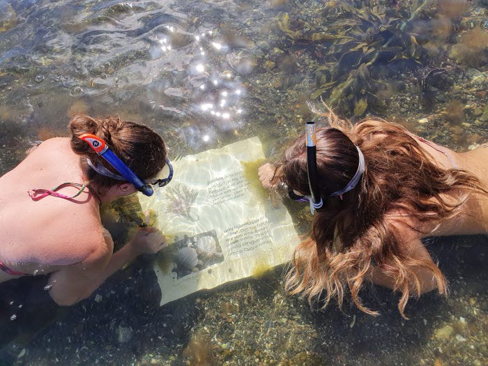 Två kvinnor besöker snorkelleden på Sydkoster och ligger i havet med snorkel och tittar på en skylt som ligger under ytan.  