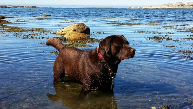 Hund badar i havet