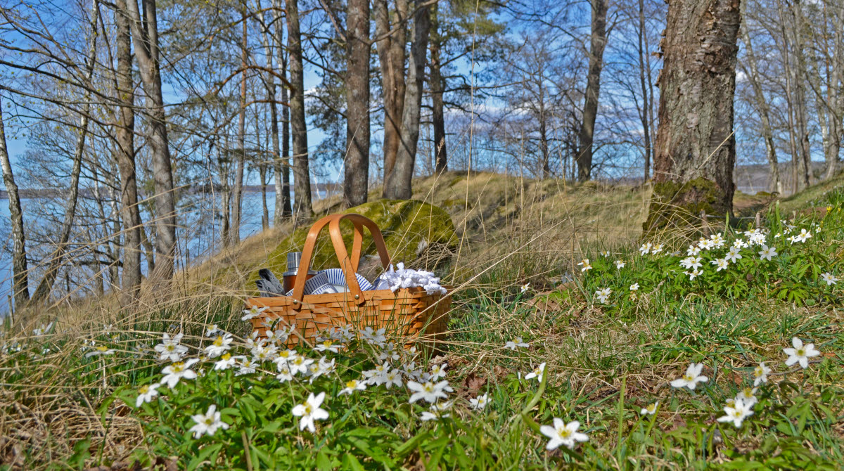 En picknickkorg ute i naturen på Prästberget