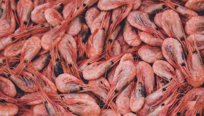 seafood