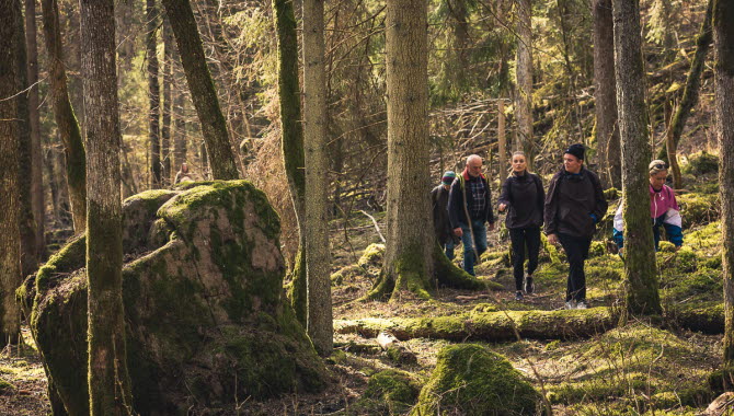 Människor som vandrar i skogen.