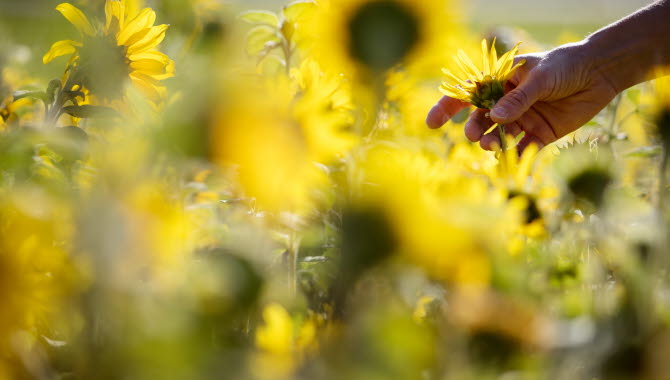 Kvinna plockar blommor på en äng