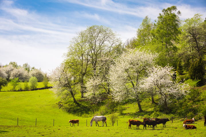 Vackert vårlandskap över en hage med betande kor och blommande körsbärsträd. 