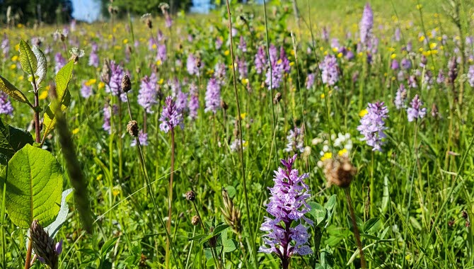 Ett hav av ängsblommor och orkidéer.