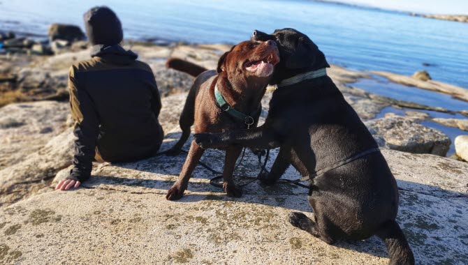 En kvinna med två hundar sitter vid havet