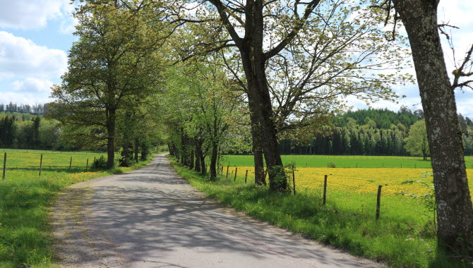 Liten landsväg med träd och vackra ängar bredvid.