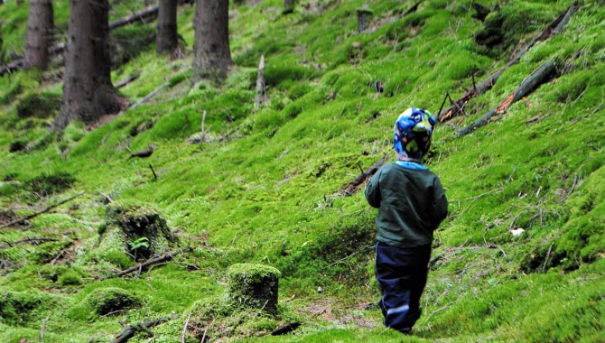 Natur i Dalsland